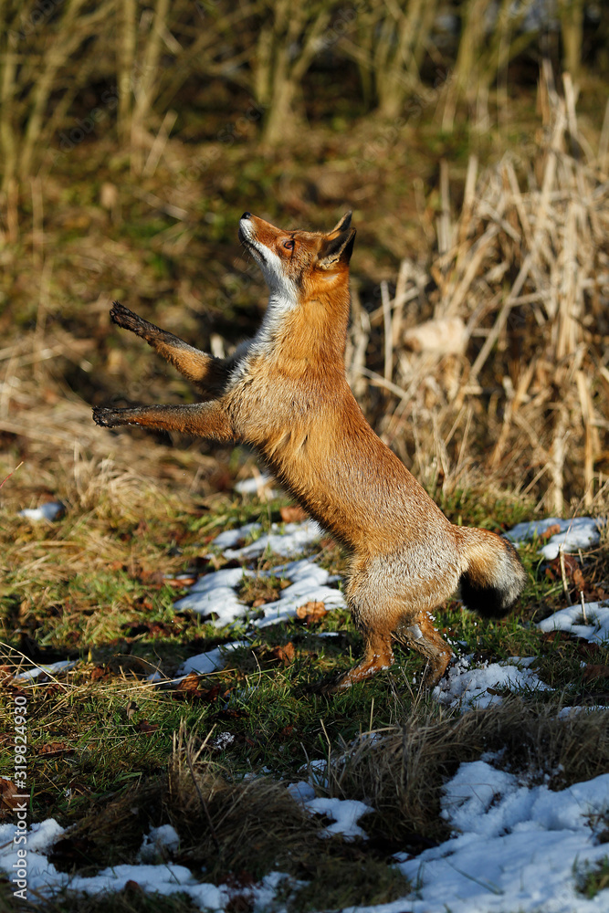 Obraz premium RENARD ROUX vulpes vulpes