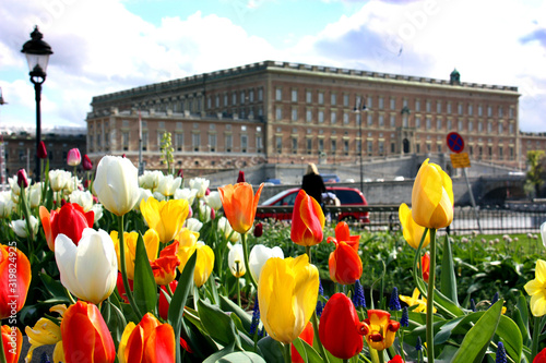 Tulpanrabatter i kungsträdgården framför Kungliga slottet photo