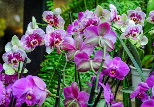  Hundreds of orchids bloom in the Moscow Botanical Garden  founded in the 17th century  which is called the Pharmaceutical Kaleyard in the old way.       