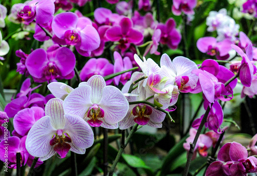  Hundreds of orchids bloom in the Moscow Botanical Garden  founded in the 17th century  which is called the Pharmaceutical Kaleyard in the old way.       