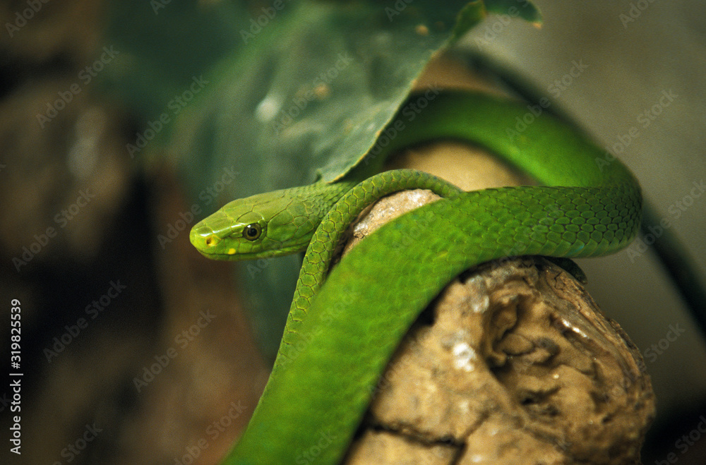 Obraz premium MAMBA VERT dendroaspis angusticeps