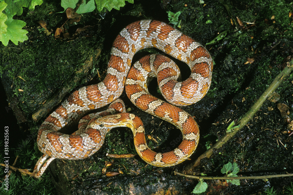 Fototapeta premium SERPENT DES BLES elaphe guttata