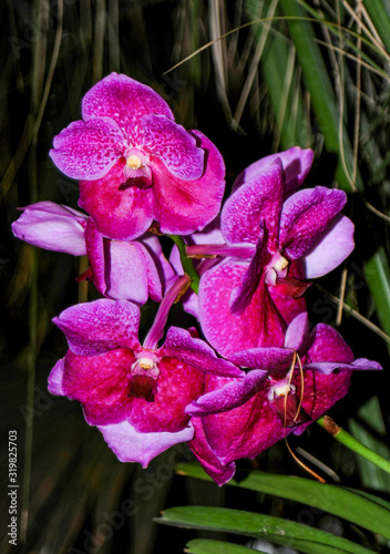  Hundreds of orchids bloom in the Moscow Botanical Garden, founded in the 17th century, which is called the Pharmaceutical Kaleyard in the old way.        photo