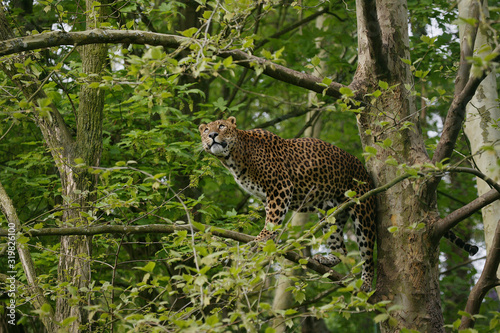 PANTHERE DU SRI LANKA panthera pardus kotiya photo