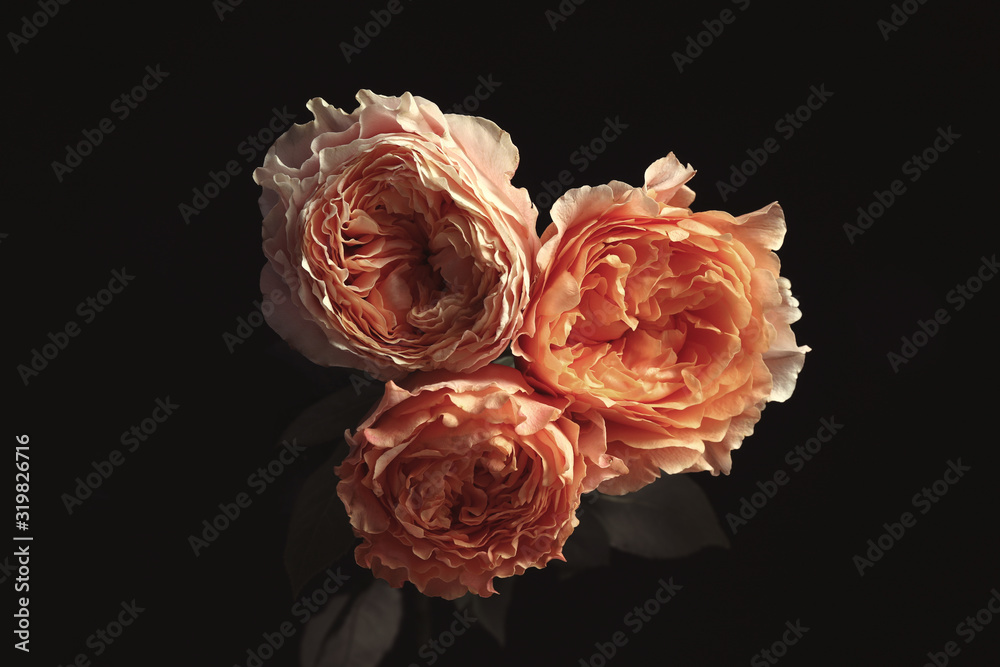 Beautiful roses on black background. Floral card design with dark vintage effect Beautiful roses on black background. Floral card design with dark vintage effect