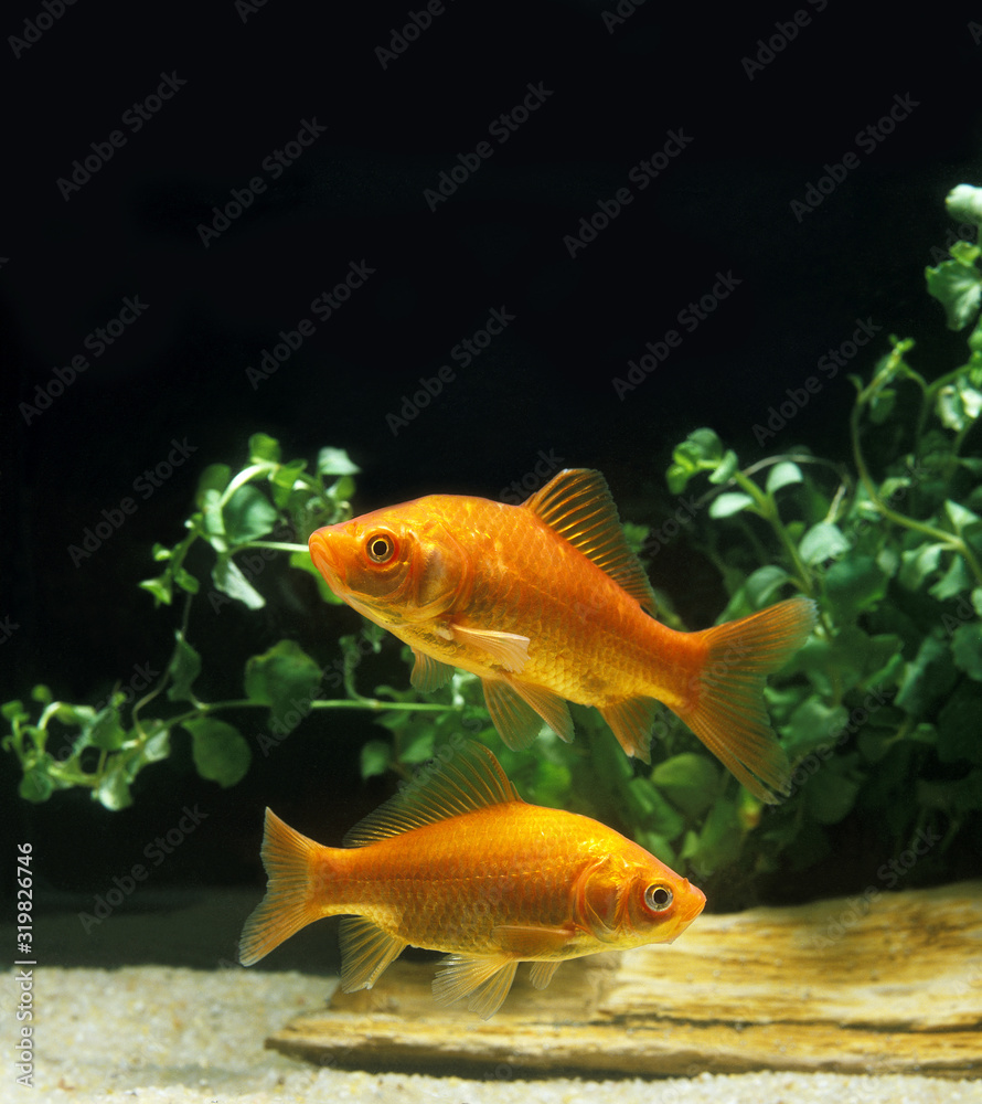POISSON ROUGE carassius auratus POISSON ROUGE carassius auratus