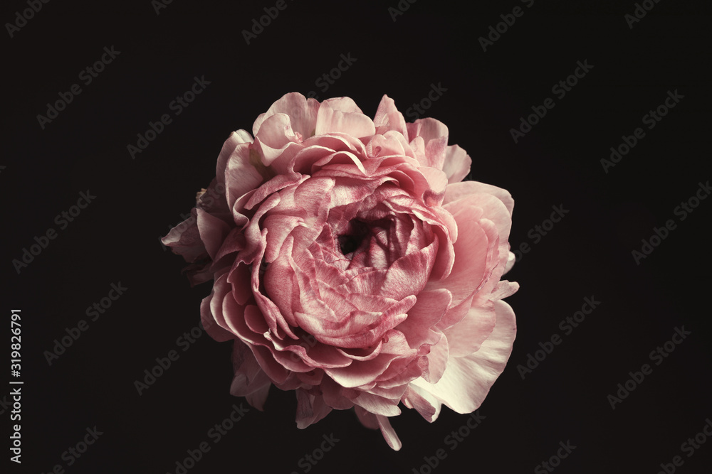 Beautiful fresh ranunculus on black background. Floral card design with dark vintage effect Beautiful fresh ranunculus on black background. Floral card design with dark vintage effect