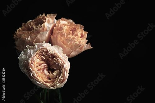 Fototapeta Naklejka Na Ścianę i Meble -  Beautiful roses on black background, space for text. Floral card design with dark vintage effect