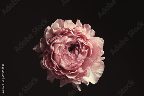 Fototapeta Naklejka Na Ścianę i Meble -  Beautiful fresh ranunculus on black background. Floral card design with dark vintage effect