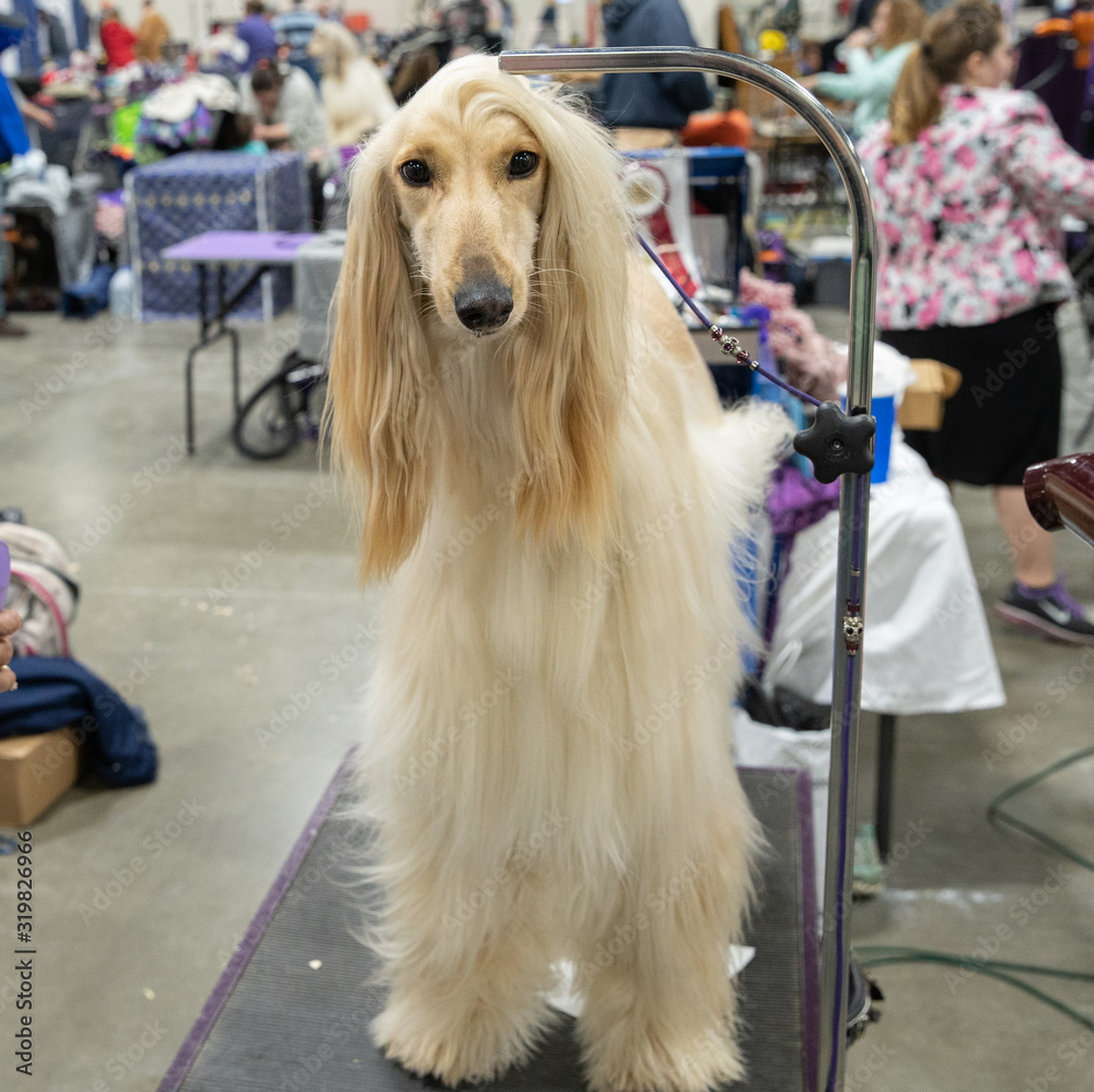 dog is groomed and is looking at you