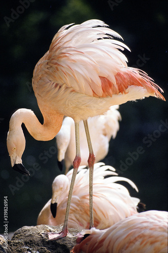 FLAMANT DU CHILI phoenicopterus chilensis