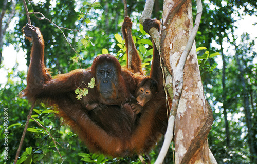 фотографія ORANG OUTAN pongo pygmaeus