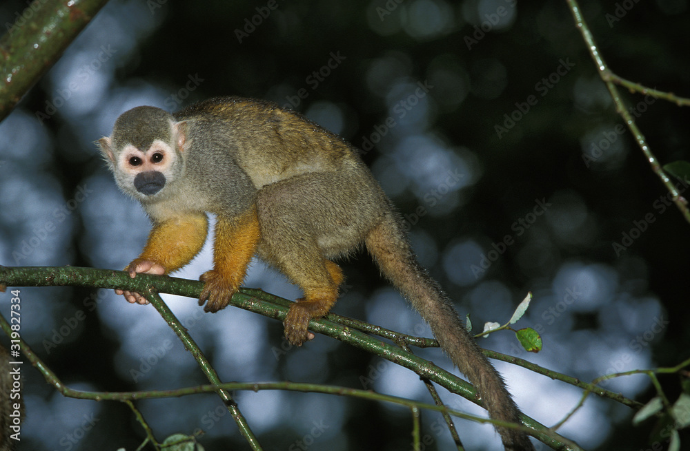 SAIMIRI SINGE ECUREUIL saimiri sciureus SAIMIRI SINGE ECUREUIL saimiri sciureus