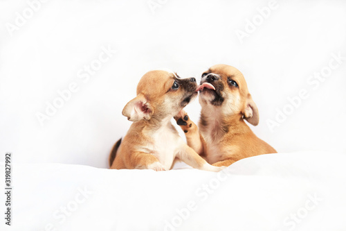 Chihuahua puppies play on a white background