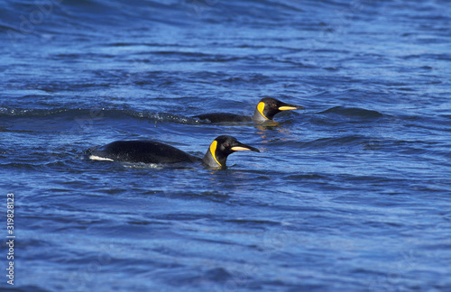 MANCHOT ROYAL aptenodytes patagonica