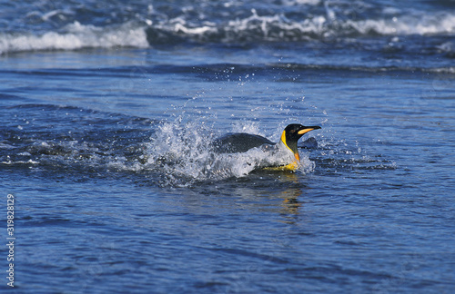 MANCHOT ROYAL aptenodytes patagonica