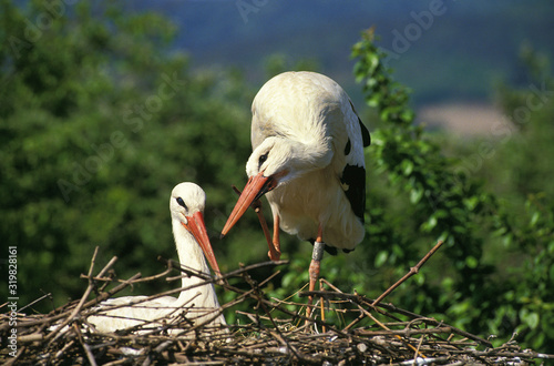 Obraz na plátně CIGOGNE BLANCHE ciconia ciconia