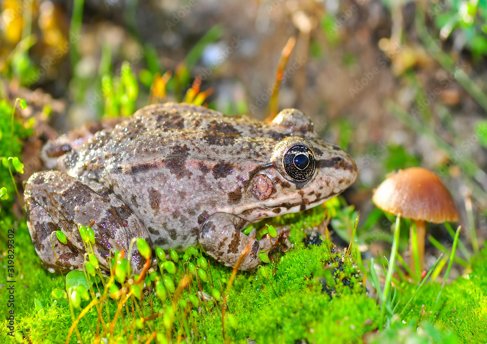 Fototapeta premium Frog from water onto dry reed-mace leaf in natural background