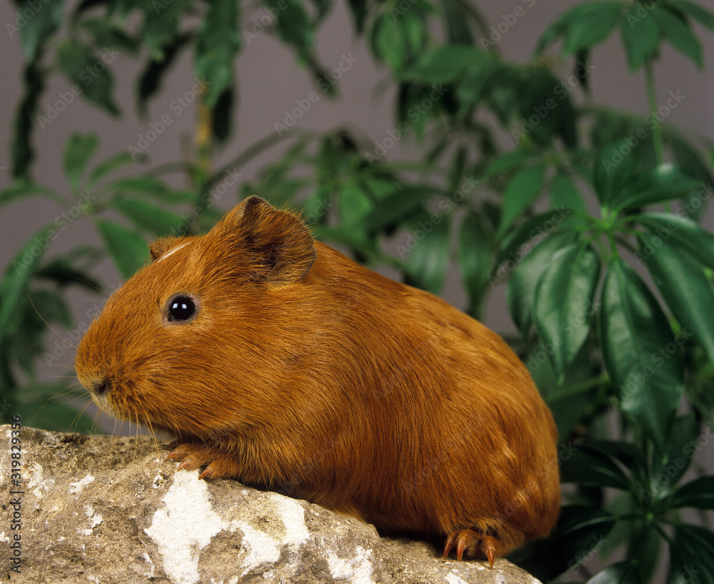 COBAYE DOMESTIQUE cavia porcellus COBAYE DOMESTIQUE cavia porcellus