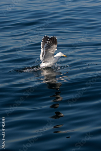 GOELAND DOMINICAIN larus dominicanus photo