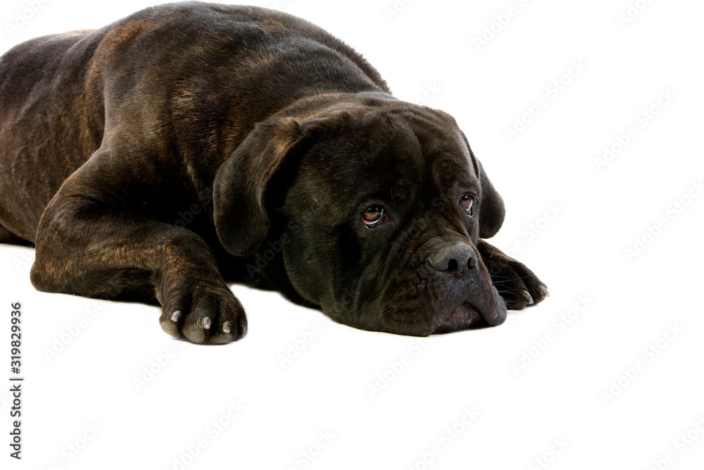 Obraz premium CANE CORSO