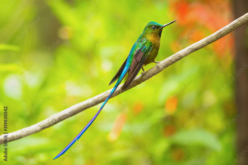Violet-tailed sylph (Aglaiocercus coelestis) is a species of hummingbird. It is found in Colombia and Ecuador. This sylph lives in areas from 300–2,100 metres (980–6,890 ft) in elevation Violet-tailed sylph (Aglaiocercus coelestis) is a species of hummingbird. It is found in Colombia and Ecuador. This sylph lives in areas from 300–2,100 metres (980–6,890 ft) in elevation