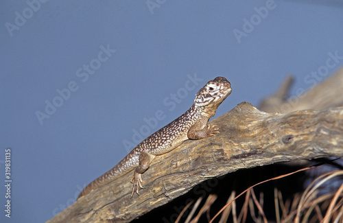 SCINQUE DE HOSMER egernia hosmeri photo