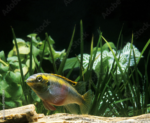 CICHLIDE POURPRE pelmatochromis kribensis photo