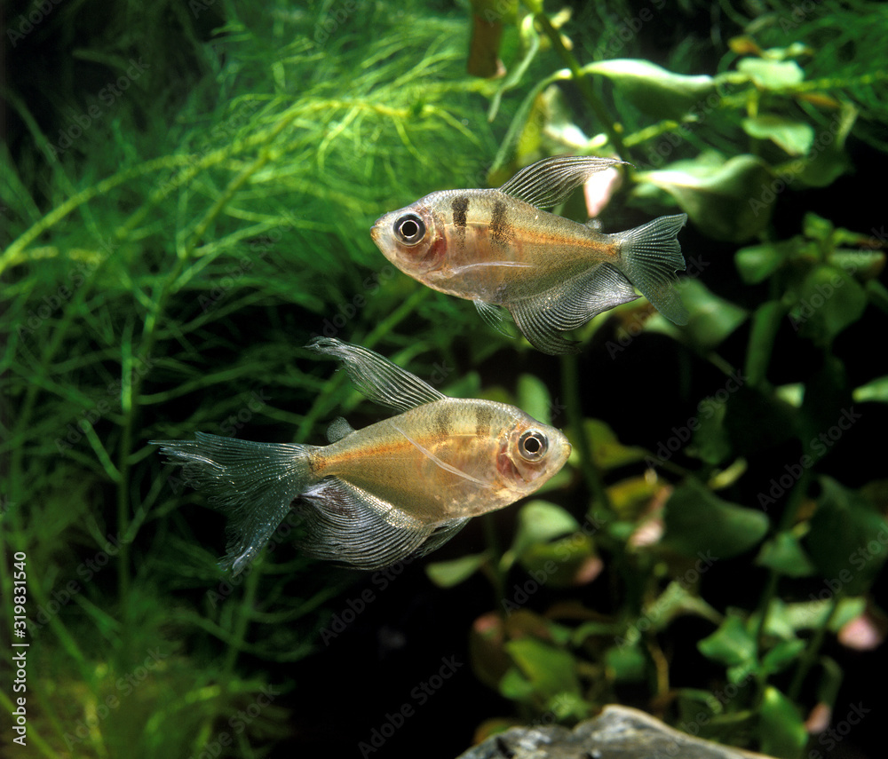 TETRA FANTOME megalamphodus megalopterus TETRA FANTOME megalamphodus megalopterus