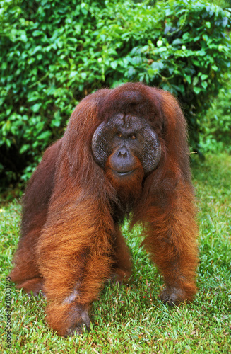 ORANG OUTAN pongo pygmaeus