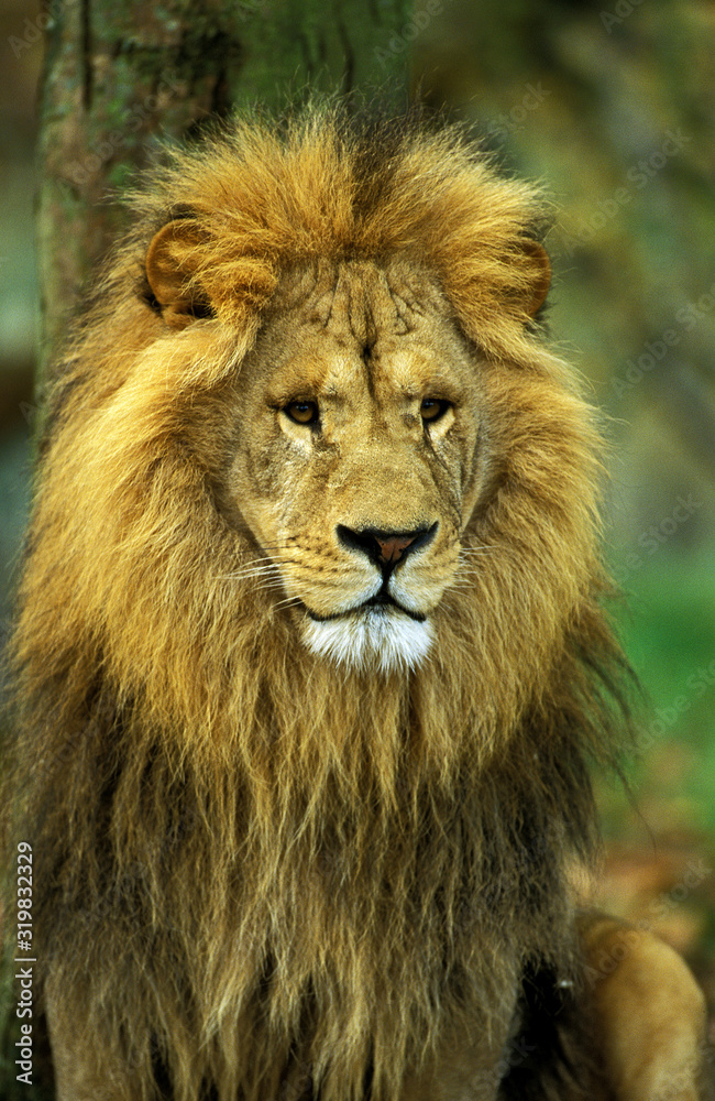 LION D'AFRIQUE panthera leo LION D'AFRIQUE panthera leo