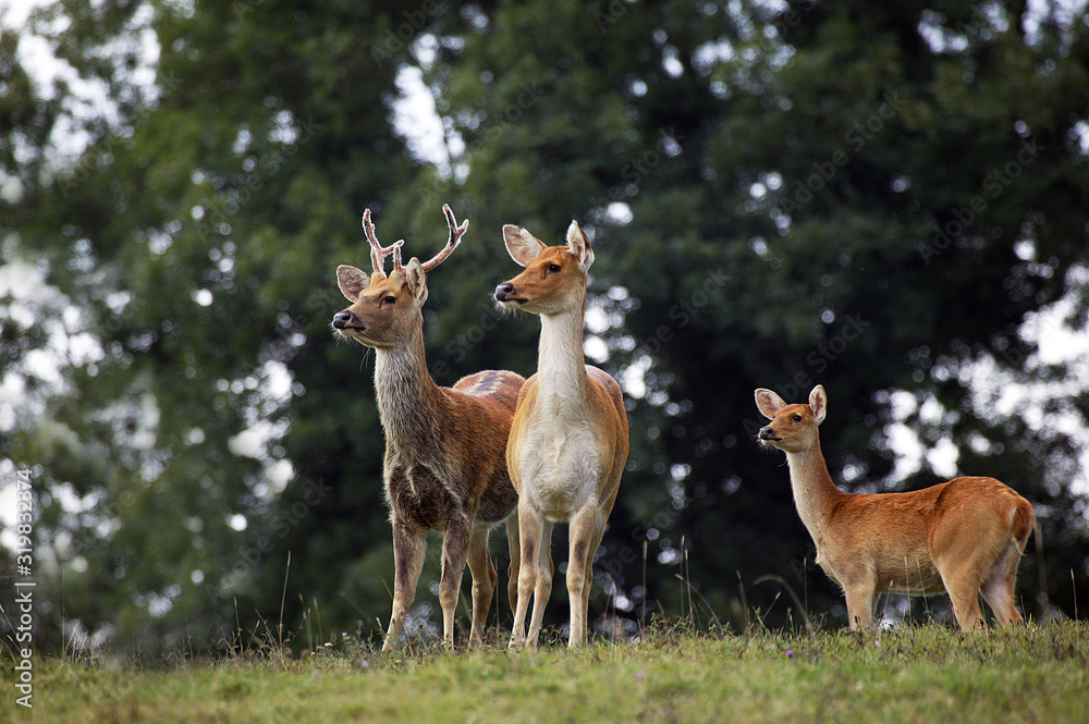 Fototapeta premium CERF BARASINGHA cervus duvauceli