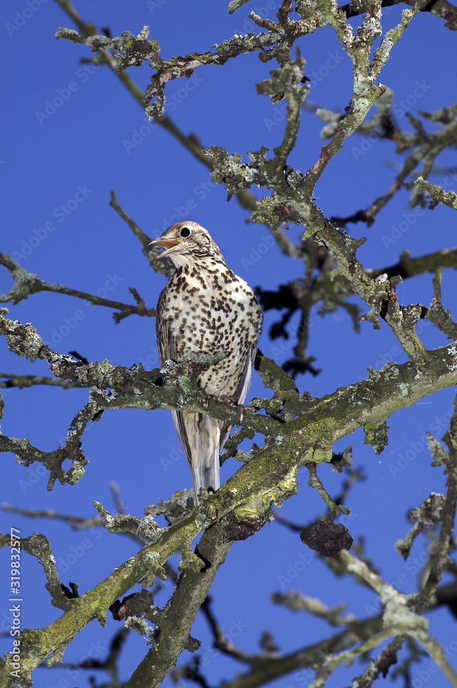 Obraz premium GRIVE DRAINE turdus viscivorus