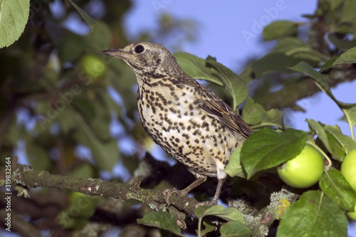 GRIVE DRAINE turdus viscivorus photo