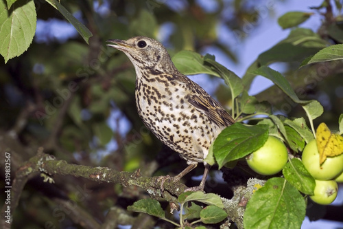 GRIVE DRAINE turdus viscivorus photo