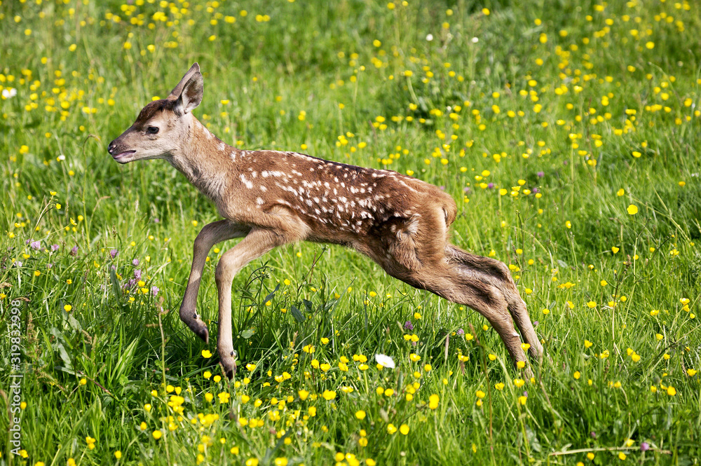 Fototapeta premium CERF ROUGE cervus elaphus