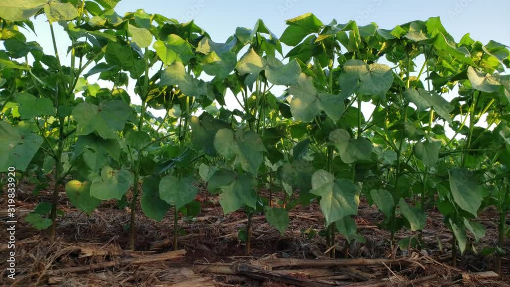 Agriculture, cotton crop, closed scene details with smooth motion slider - Agribusiness Agriculture, cotton crop, closed scene details with smooth motion slider - Agribusiness