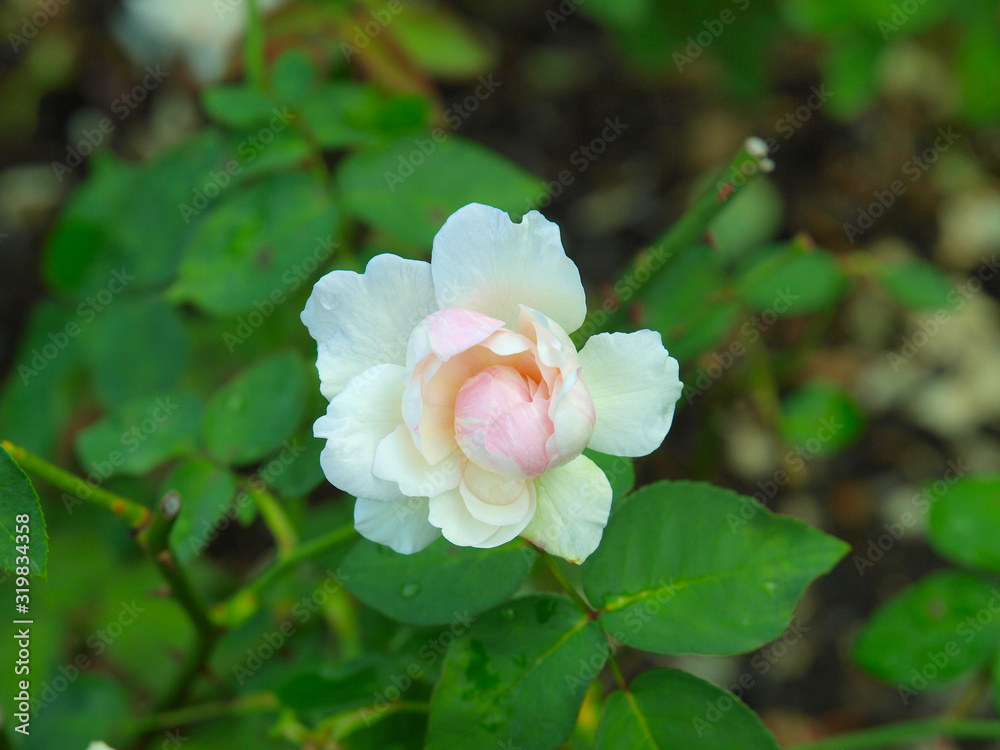 Fototapeta premium White roses in a New York City park