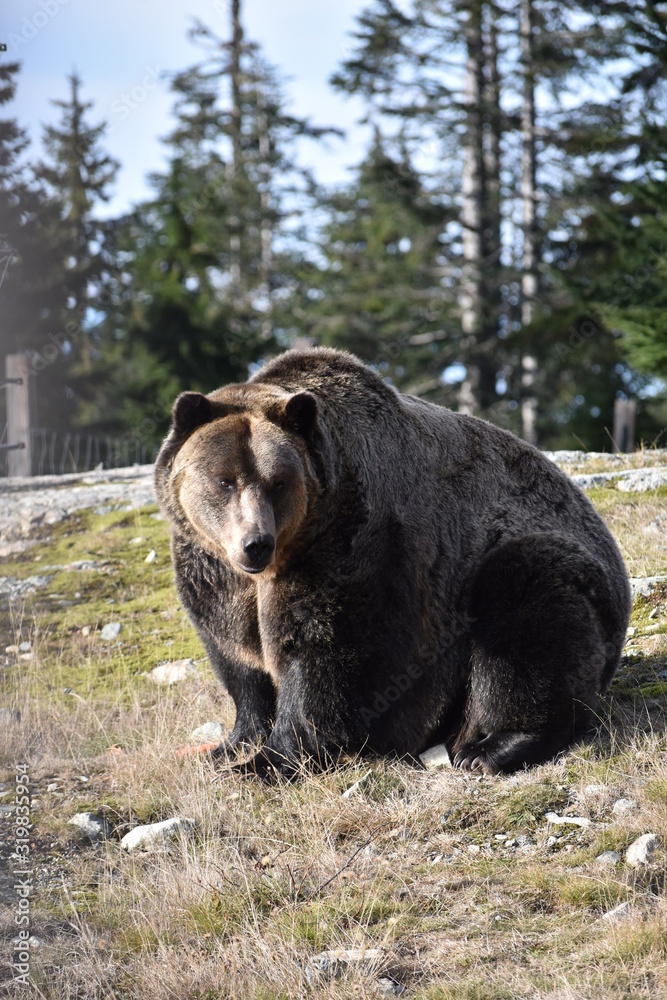 Grizzly