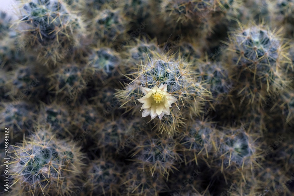 The house cactus blossomed yellow The house cactus blossomed yellow