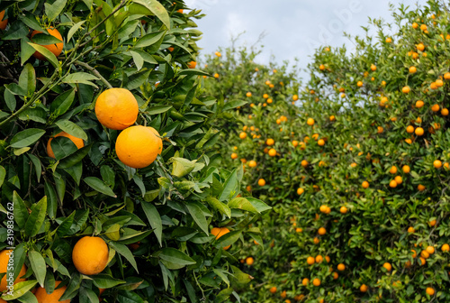 juicy, ripe, beautiful oranges on a tree
