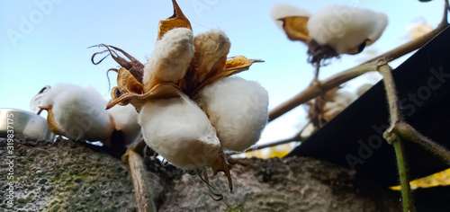 Cotton in the farm