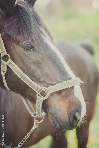 konie © wudar