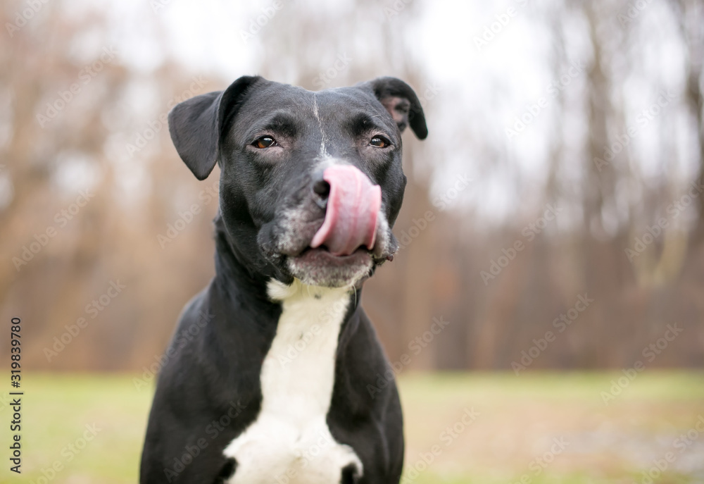 A black and white Pit Bull Terrier mixed breed dog licking its lips