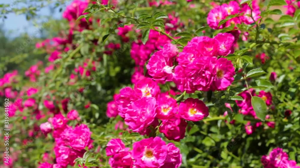 climbing roses,pink roses hanging on the fence in summer climbing roses,pink roses hanging on the fence in summer