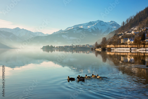 Ducks swim in the morning in beautiful alpine lake. Zell am See, Austria © e_polischuk