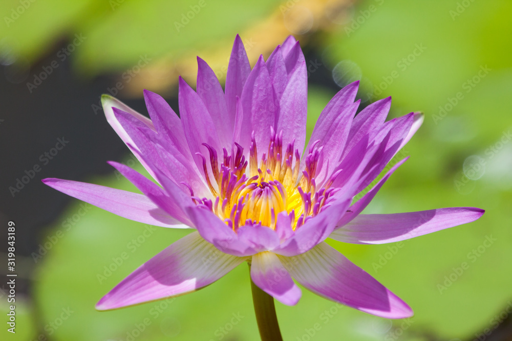 Pink Lily beautiful bright Sunny day on a background of green water leaves. Flora, flowers, agriculture. Pink Lily beautiful bright Sunny day on a background of green water leaves. Flora, flowers, agriculture.