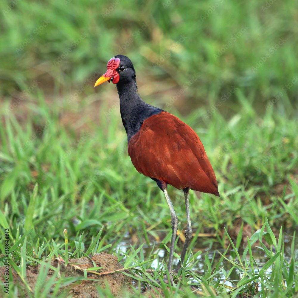 Bird Wattled jacana on the background of green grass looking for their prey. Fauna, birds, ornithology. Bird Wattled jacana on the background of green grass looking for their prey. Fauna, birds, ornithology.