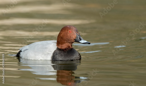 Pochard Swimming