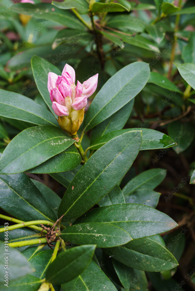 Not yet blooming flower of pink rhododendron. Not yet blooming flower of pink rhododendron.